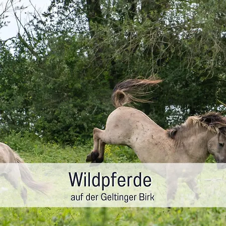 Ramoshansenhof Hofglueck 4pers Mit Hund Apartment *